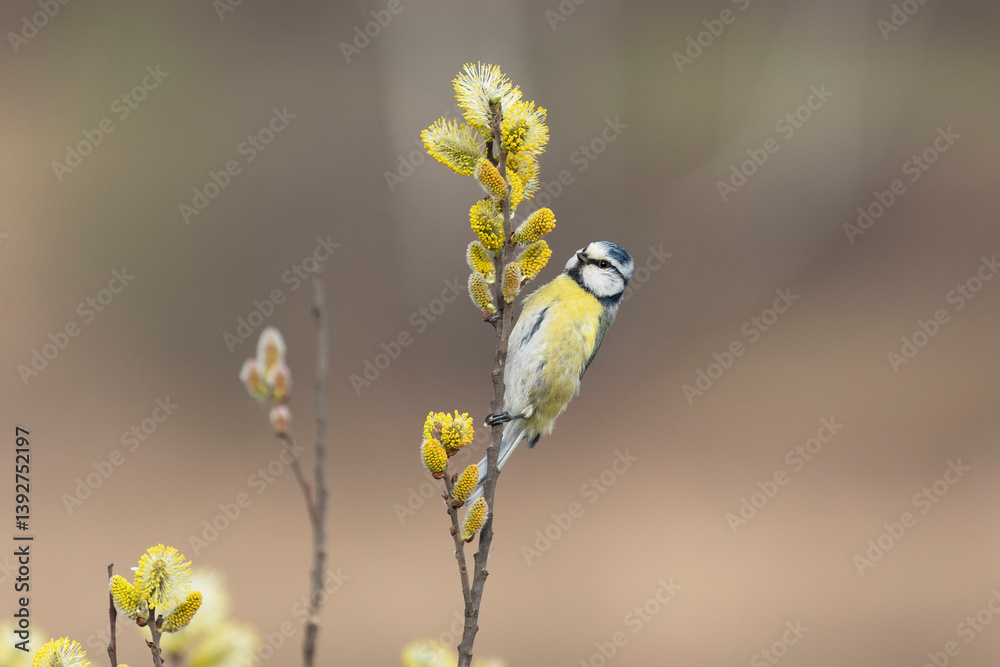 Eurasian blue tit bird sitting on a branch of a flowering willow