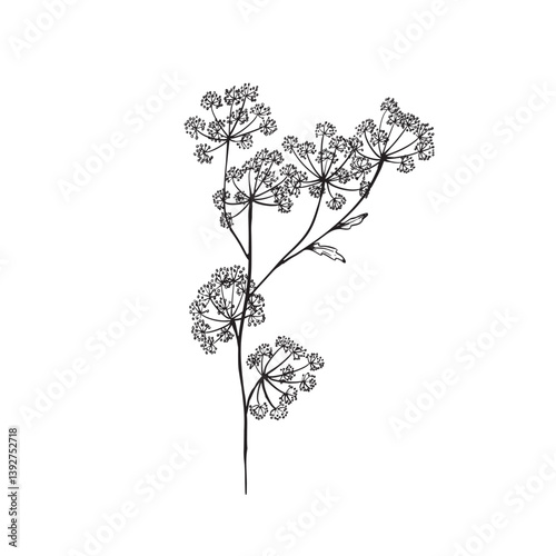 Cow parsley or Queen Anne's Lace illustration in black and white vector. 