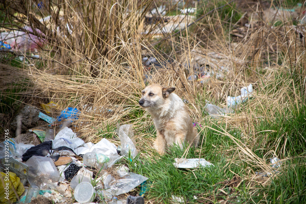 dog in gypsy camp