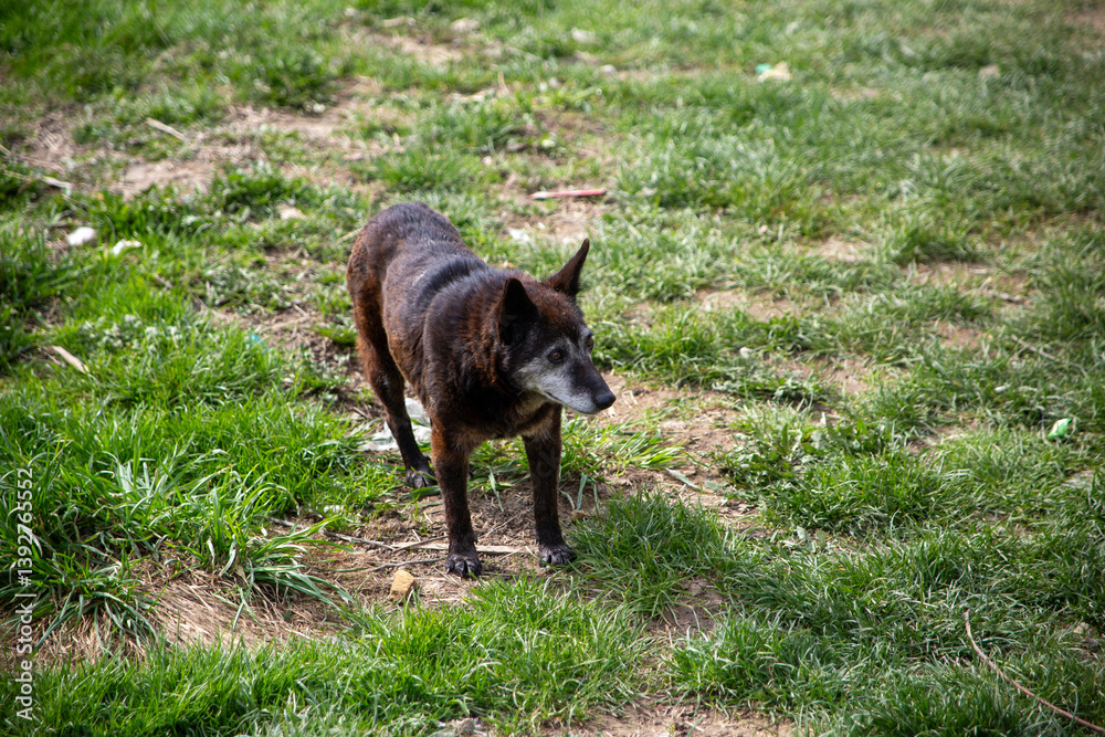 dog in gypsy camp