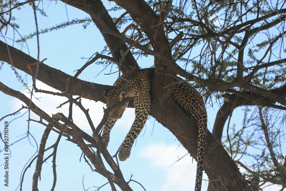 Obraz premium Leopard im Baum hängend