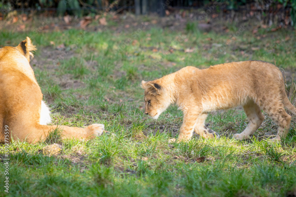 Fototapeta premium lion cub stalking in the grass