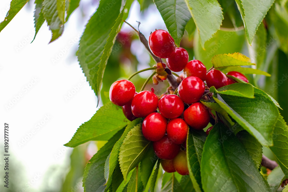 Bunch juicy red cherries ripening on branch among green leaves in orchard, close-up