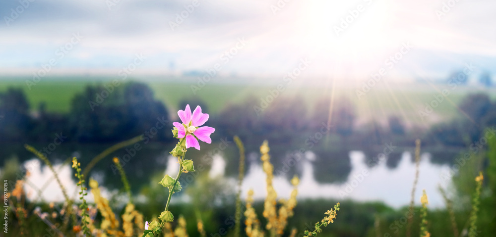 Delicate pink flower of common mallow (Malva sylvestris) against a blurred landscape with a river and sunlight