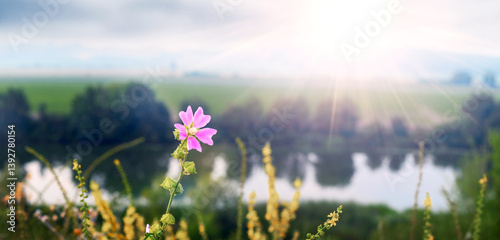 Obraz na płótnie Delicate pink flower of common mallow (Malva sylvestris) against a blurred landscape with a river and sunlight w salonie