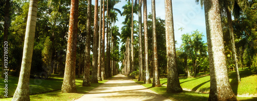 Trees both sides of a garden path, Jardim Botanico, Zona Sul, Rio de Janeiro, Brazil.