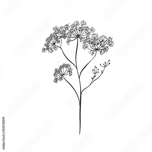 Cow parsley or Queen Anne's Lace illustration in black and white vector.