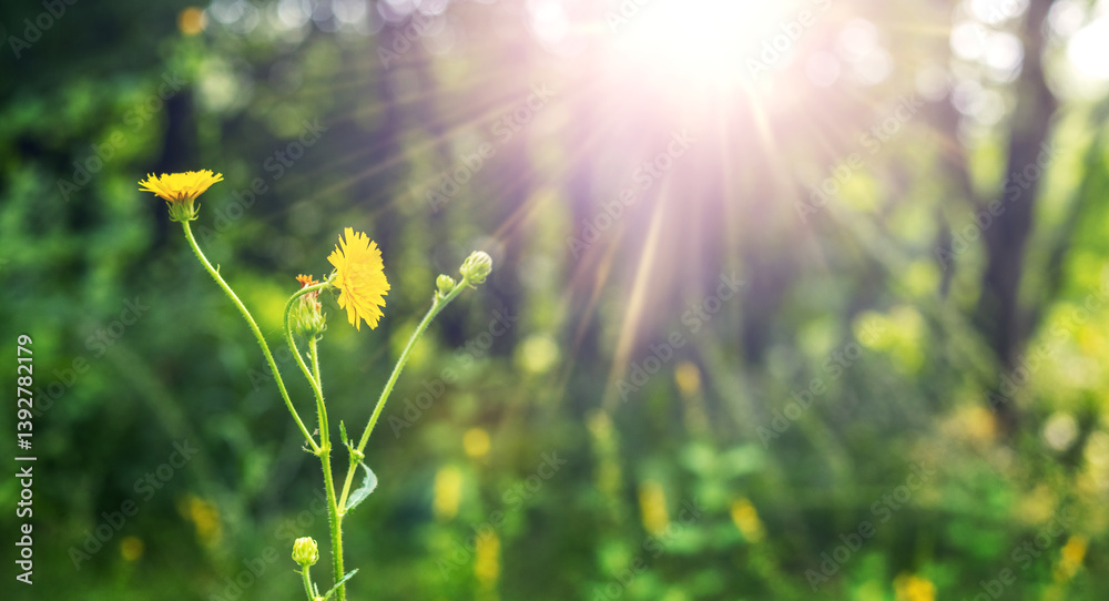 Sunlight shining on blooming field sowthistle (Sonchus arvensis) among green grass and blurred trees