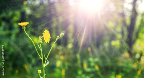 Obraz na płótnie Sunlight shining on blooming field sowthistle (Sonchus arvensis) among green grass and blurred trees w salonie