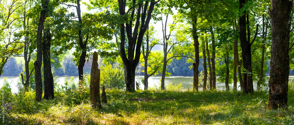 Tranquil forest landscape with green deciduous trees surrounding a calm lake on a sunny day