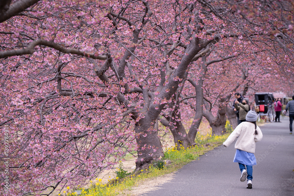 spring season of Japan people come to walk and look at pink cherry blossom feel fresh and happy spring season of Japan people come to walk and look at pink cherry blossom feel fresh and happy