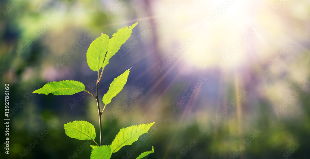 image of a young European hornbeam (Carpinus betulus) shoot with bright green leaves illuminated by sunbeams against a blurred forest background