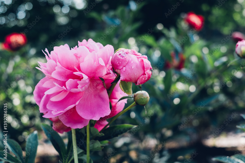 Obraz premium Beautiful magenta peony flowers blooming in the garden, close-up view. Natural background.