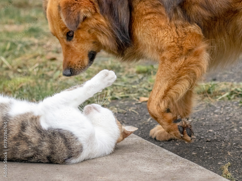 A dog is playing with a cat, the dog is standing over the cat, which is lying on a concrete path in the garden