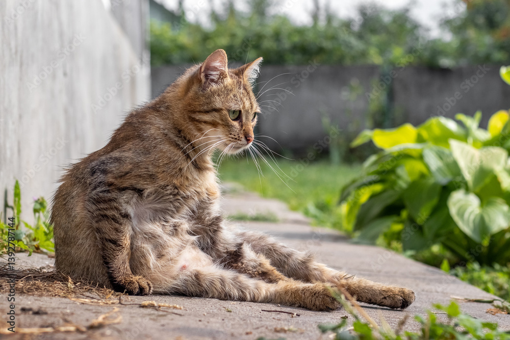 Relaxed tabby cat sits on concrete surface near green plants on a sunny day Relaxed tabby cat sits on concrete surface near green plants on a sunny day
