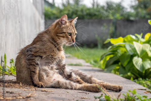 Obraz na płótnie Relaxed tabby cat sits on concrete surface near green plants on a sunny day w salonie