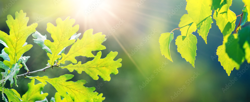 Bright sunlight shining through young green oak and birch leaves