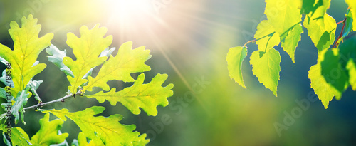 Obraz na płótnie Bright sunlight shining through young green oak and birch leaves w salonie