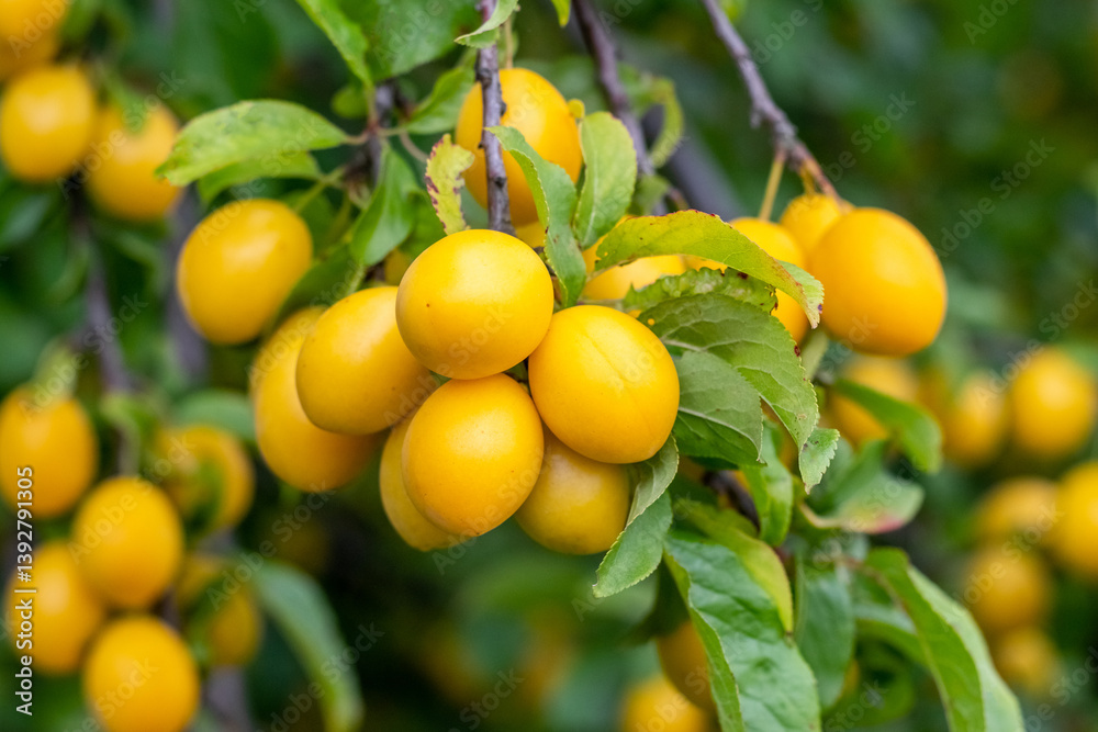 Ripe yellow fruits of cherry plum on a branch among green leaves