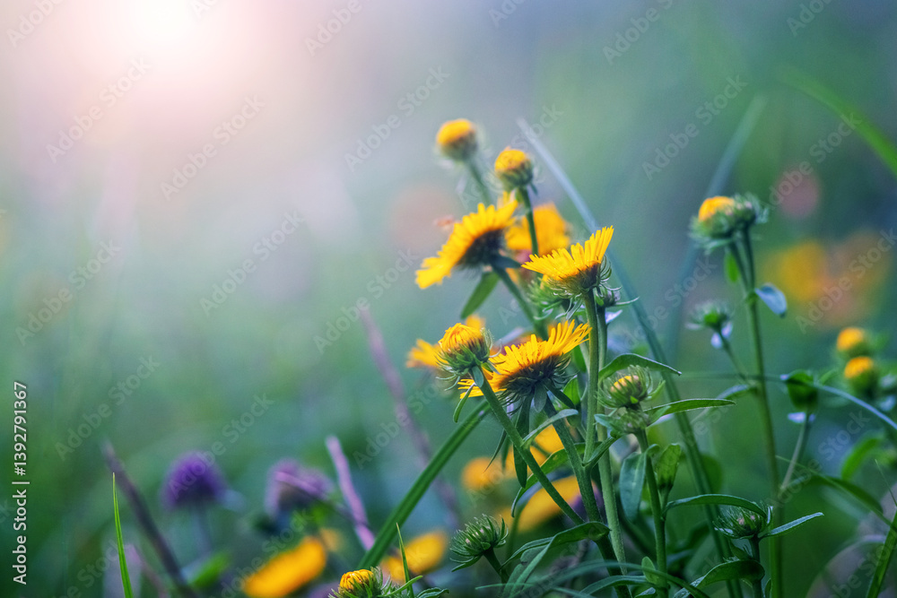 Sunlight on bright yellow wildflowers amidst green grass