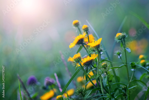 Obraz na płótnie Sunlight on bright yellow wildflowers amidst green grass w salonie