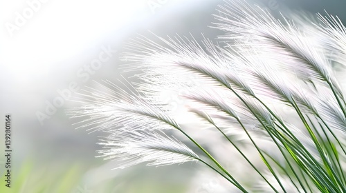 Delicate Flowering Grass Blowing in the Wind Under Soft Sunlight in a Natural Outdoor Setting