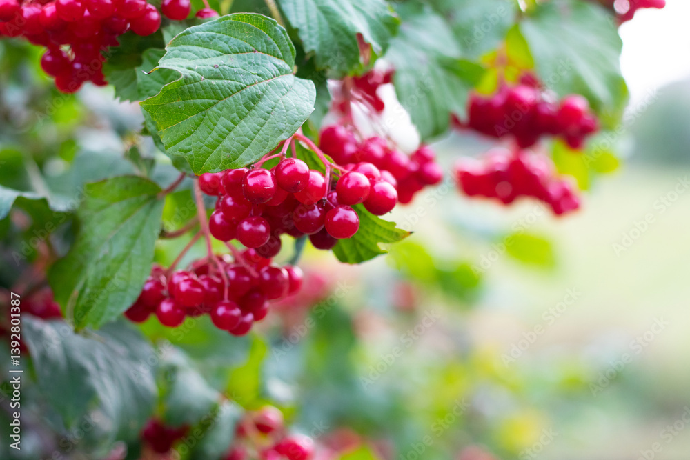 Close-up of bright red viburnum berries with green leaves on a blurred background