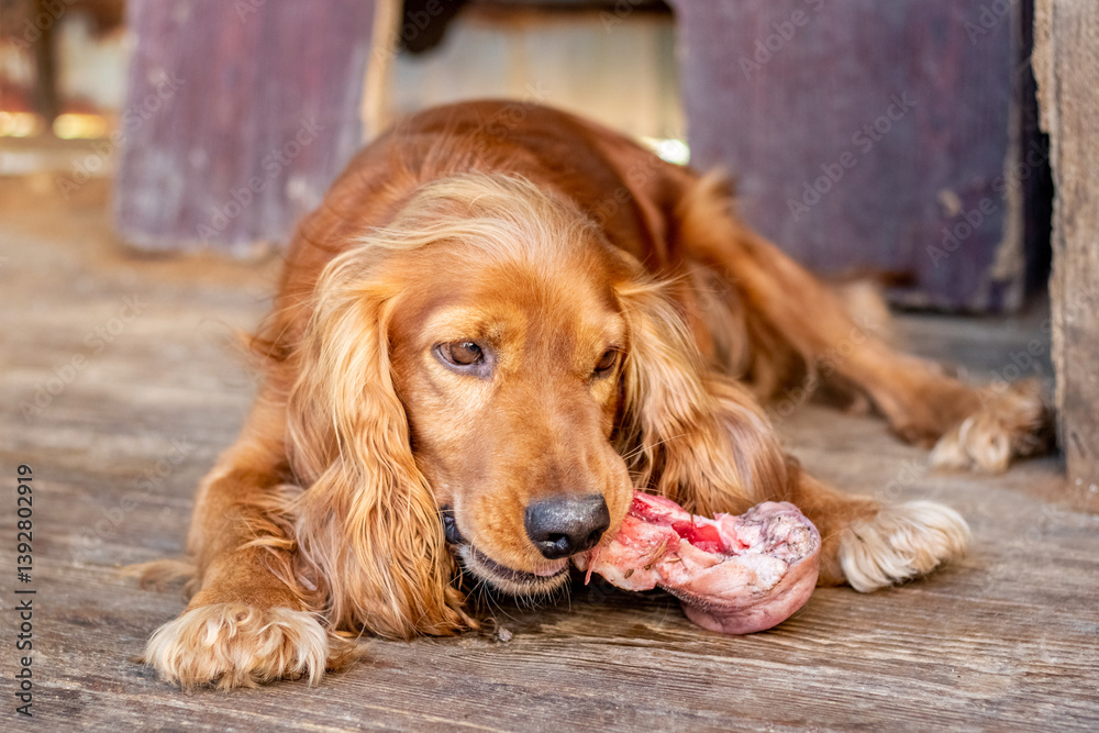 Red cocker spaniel gnawing on a large bone on a wooden floor, close-up