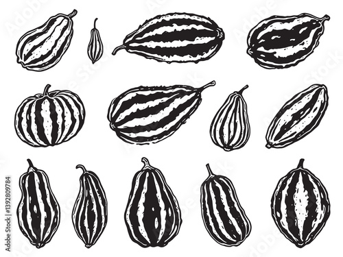 Bitter melon line art