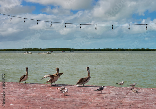 A natural paradise: pelicans perched in the heart of Yucatán