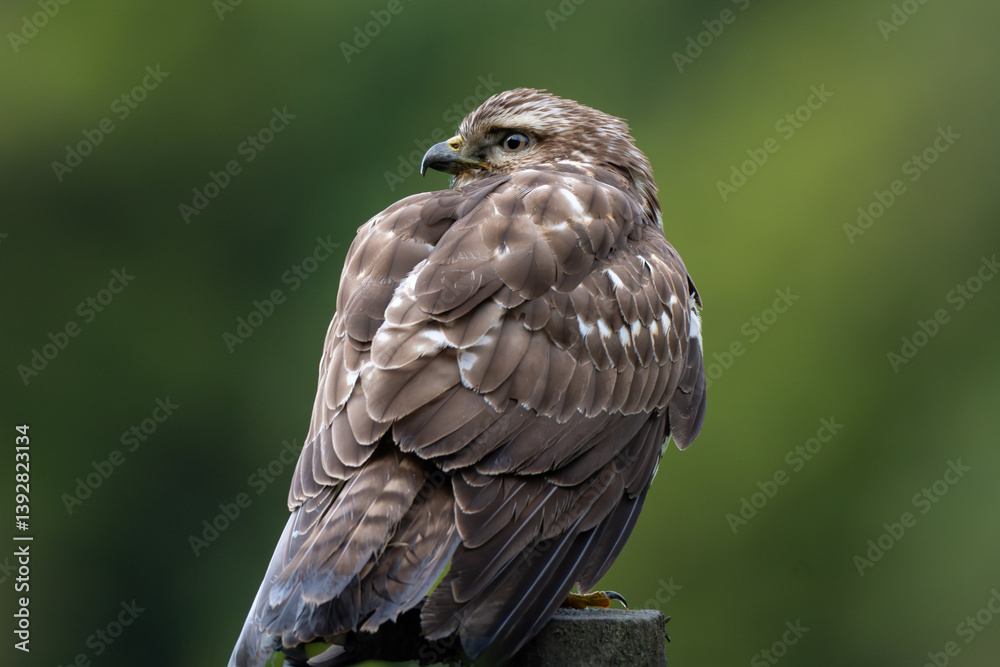Fototapeta premium Broad-winged hawk