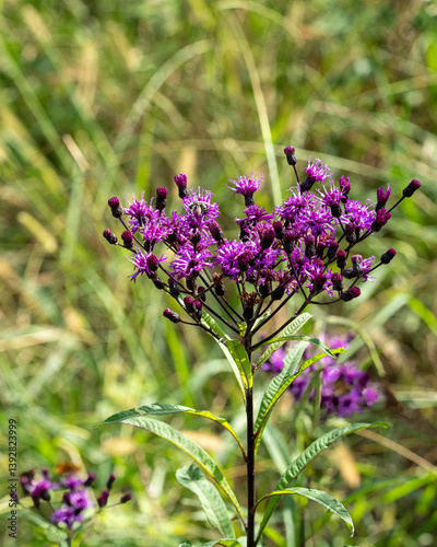 Close-up of the bright purple flowers of tall ironweed, Veronia fasciculata, in a grassy field. 
