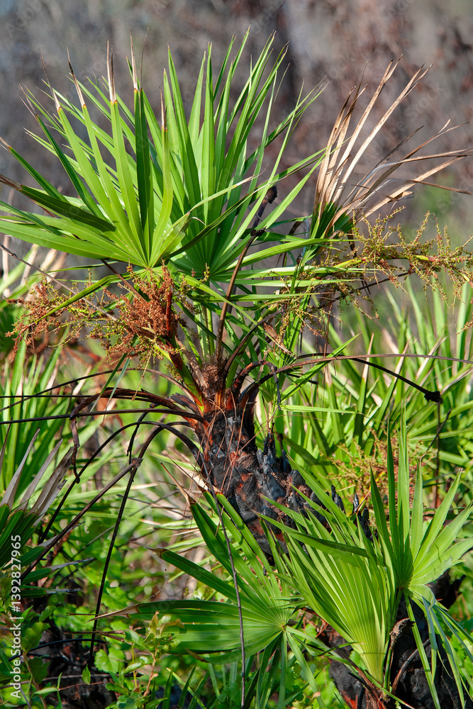 A Saw Palmetto, Serenoa repens, after a prescribed burn. Bright green new growth and flower clusters emerge from the charred trunk. A Saw Palmetto, Serenoa repens, after a prescribed burn. Bright green new growth and flower clusters emerge from the charred trunk.