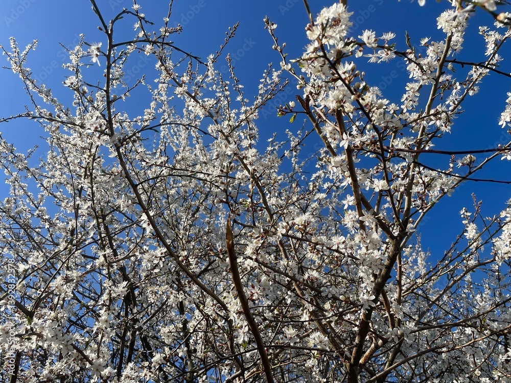 tree branches with white blue flowers against blue sky tree branches with white blue flowers against blue sky