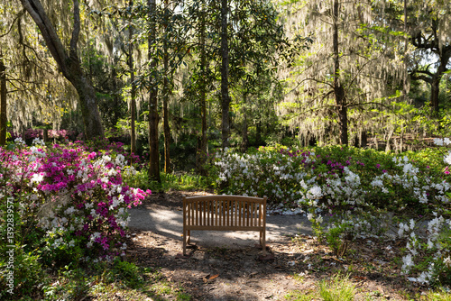 A wooden bench sits among blooming azaleas under moss-draped trees in the historic gardens of Middleton Place, Charleston, South Carolina.