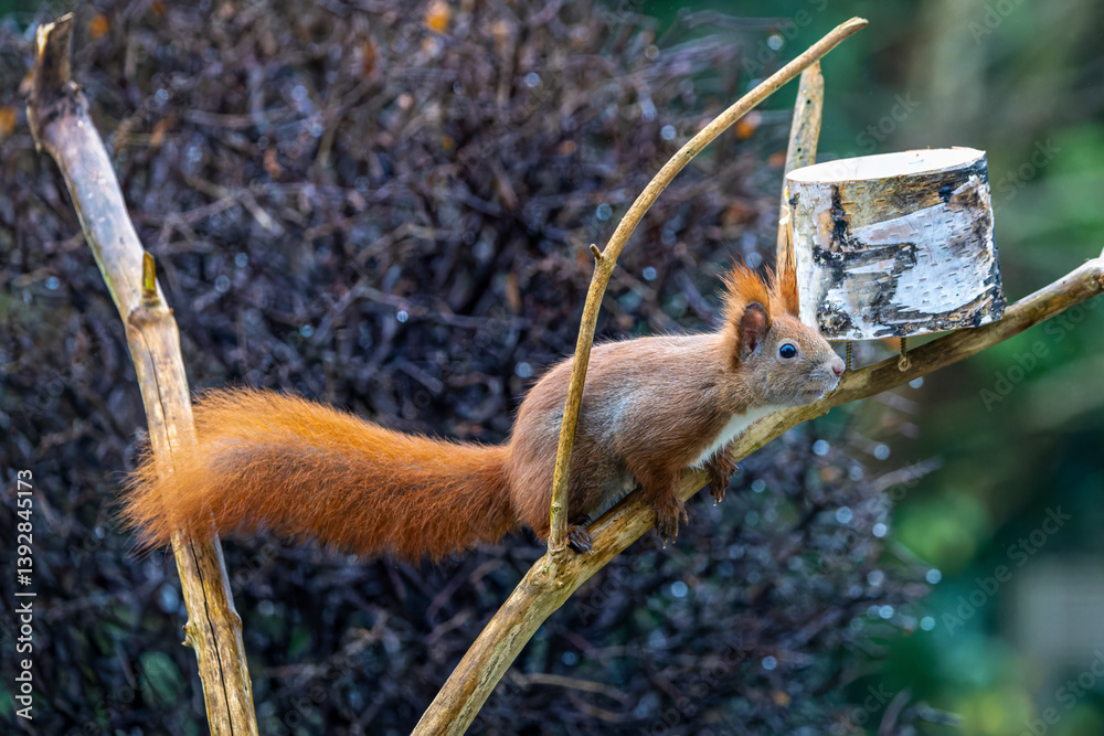 Obraz premium Eichhörnchen