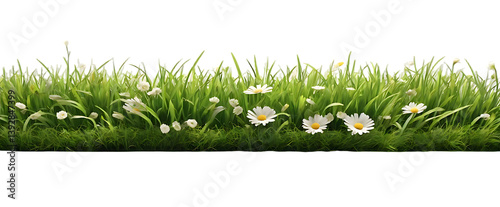 Real bright fresh green grass, cut lawn edge, with longer grass and daisy flowers behind in a spring and summer garden isolated on transparent background