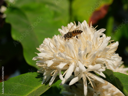 Honey bee on Robusta coffee blossom on tree plant with green leaf with black color in background. Petals and white stamens of blooming flowers