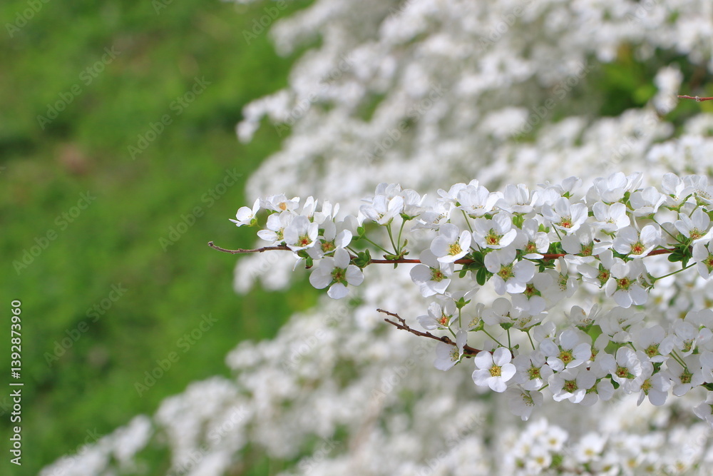 Fototapeta premium ユキヤナギが織りなす白い絨毯