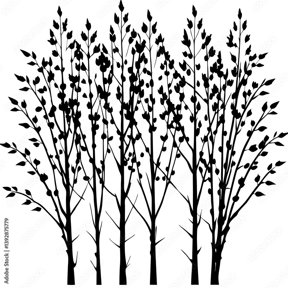 Birch Tree Cluster vector silhouette black design white background Birch Tree Cluster vector silhouette black design white background