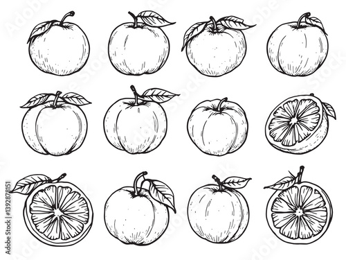 Mandarins line art (