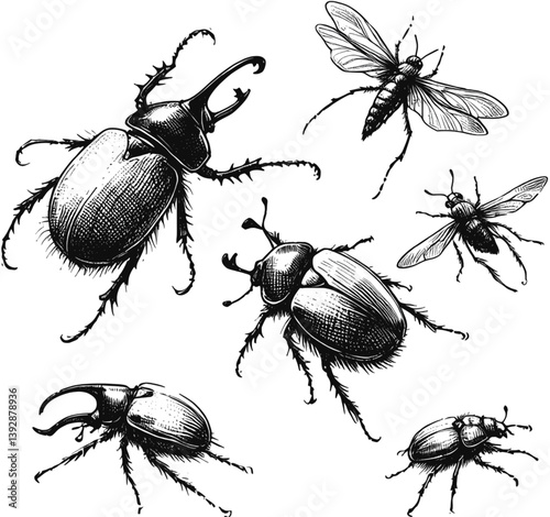 A Beetle’s Elegant Outline Beetles bug line art drawing ink sketch vector hand drawn illustration background