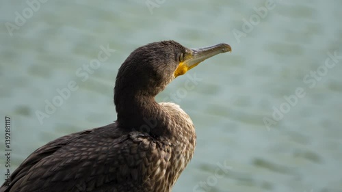 Wallpaper Mural portrait of a cormorant near water Torontodigital.ca