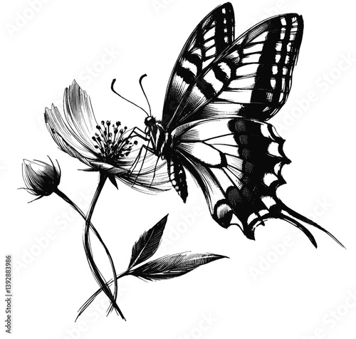 Swallowtail Butterfly line art drawing ink sketch vector hand drawn illustration background