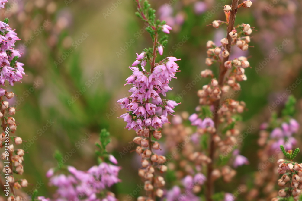 flower, nature, purple, plant, spring, flowers, garden, pink, flora, lavender, summer, blossom, bloom, macro, close-up, closeup, beauty, color, lilac, wild, bee, violet, herb, orchid, botany flower, nature, purple, plant, spring, flowers, garden, pink, flora, lavender, summer, blossom, bloom, macro, close-up, closeup, beauty, color, lilac, wild, bee, violet, herb, orchid, botany