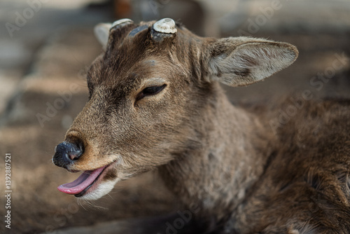 Deer in Nara park.