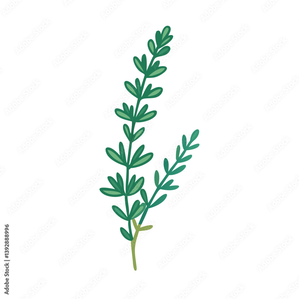 Fototapeta premium Thyme Sprig Icon for Herbal Cooking