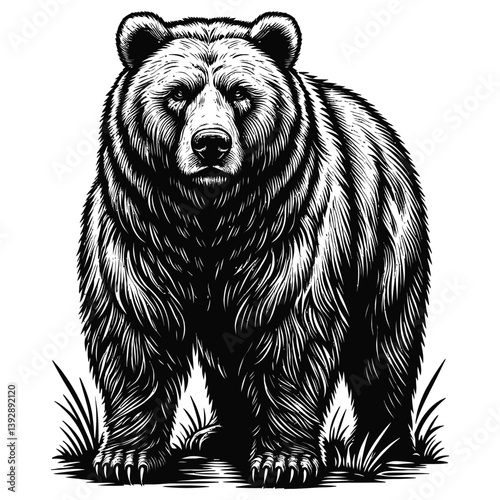 brown bear vector