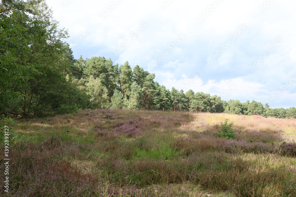 road, landscape, nature, sky, grass, clouds, path, tree, field, forest, mountain, summer, rural, green, travel, mountains, hill, sand, dirt, trees, countryside, country, autumn, spring, track