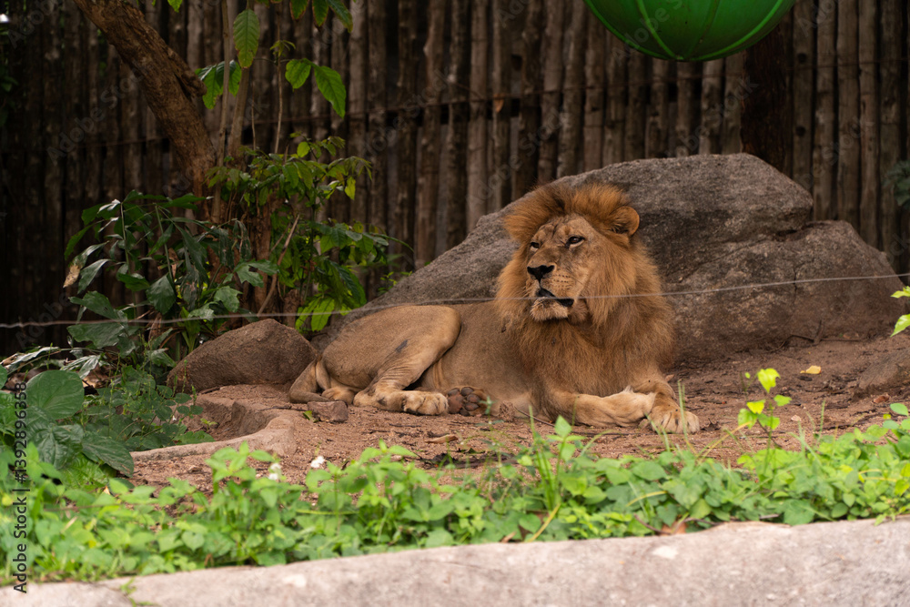 Naklejka premium The lion in the Khao Kheow Open Zoo.